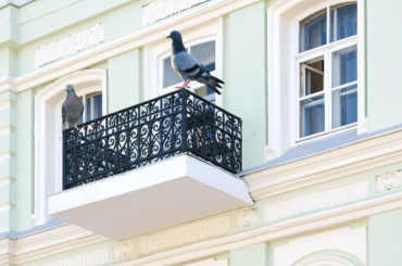 How to get rid of pigeons on the balcony (1)