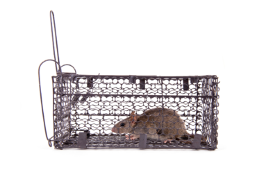 Best ways to get rid of house rats