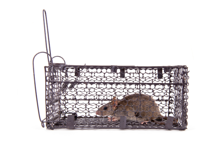 Best ways to get rid of house rats