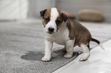 Best DIY Carpet Cleaners for Pet Urine