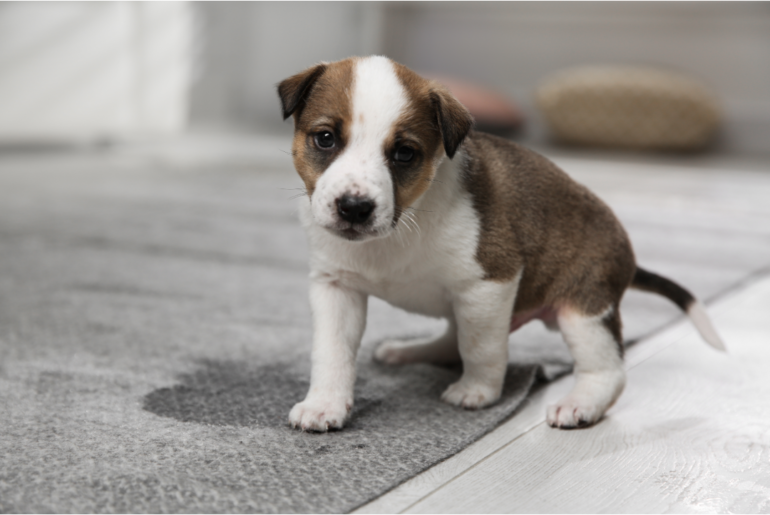 Best DIY Carpet Cleaners for Pet Urine