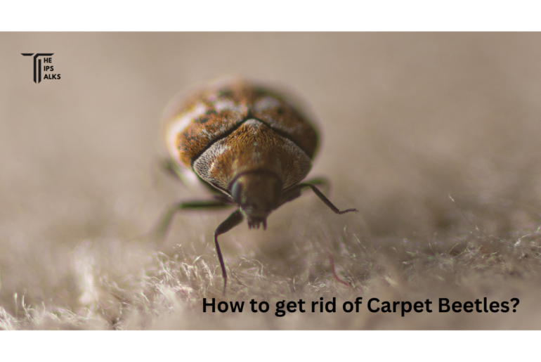 How to get rid of Carpet Beetle