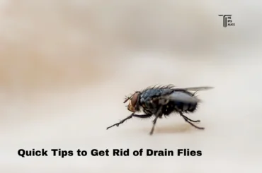 How to Get Rid of Drain Flies?