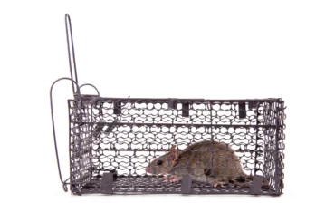 How to Get Rid of Rats in House Fast?