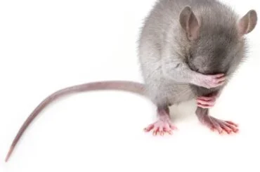 How to Get Rid of Mice in the Wall: Effective Strategies and Tips